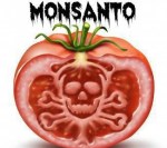 monsanto-tomato